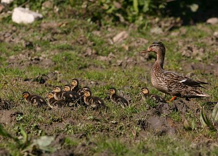 coverpic571.jpg - 38Kb