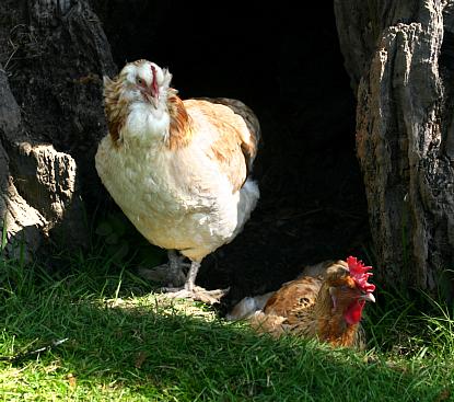 coverpic604.jpg - 36Kb