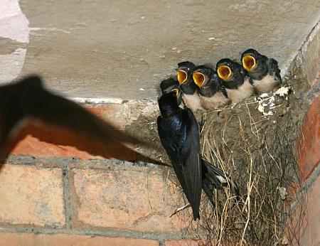 coverpic608.jpg - 35Kb