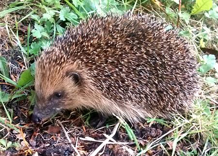 coverpic610.jpg - 61Kb