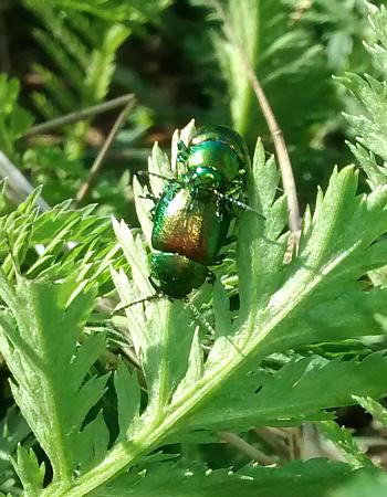 coverpic656.jpg - 37Kb