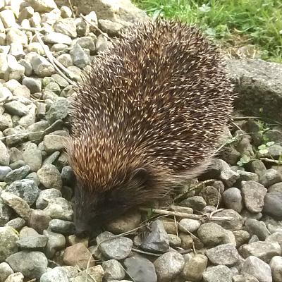 coverpic660.jpg - 52Kb