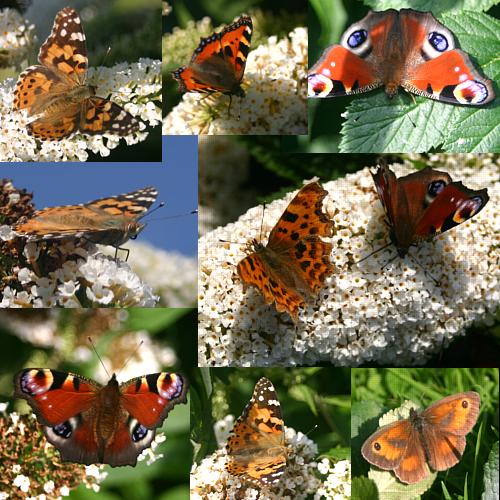 coverpic667.jpg - 68Kb