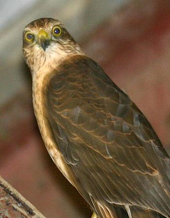 coverpic669.jpg - 26Kb