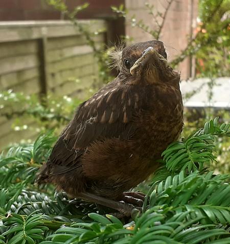 coverpic688.jpg - 42Kb