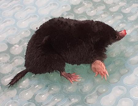 coverpic689.jpg - 26Kb