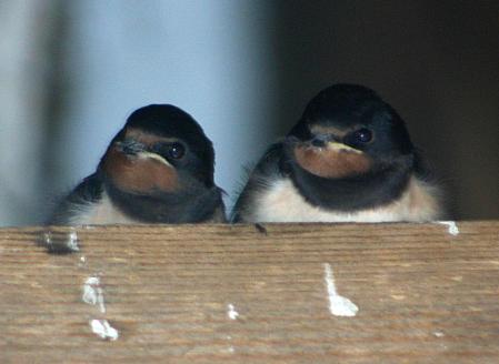 coverpic694.jpg - 17Kb