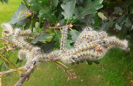 coverpic696.jpg - 33Kb