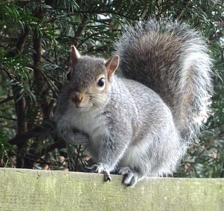 coverpic710.jpg - 46Kb