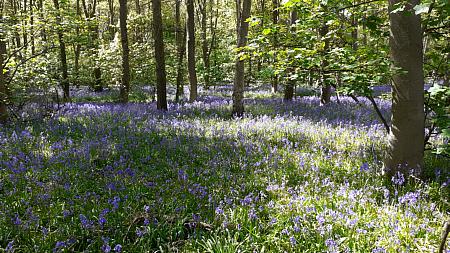 coverpic715.jpg - 50Kb