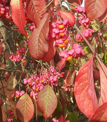 coverpic747.jpg - 66Kb