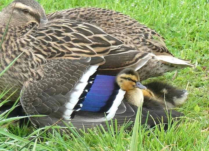 coverpic754.jpg - 84Kb