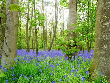 coverpic756.jpg - 56Kb