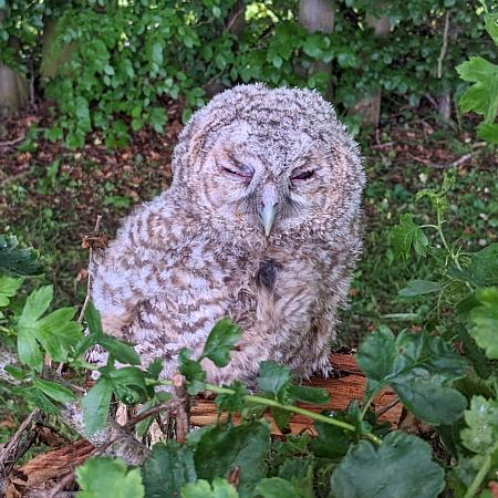 coverpic785.jpg - 59Kb