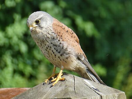 coverpic788.jpg - 24Kb