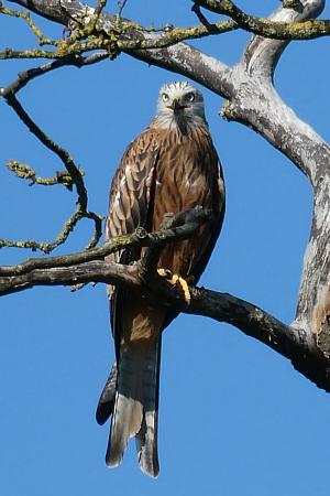 coverpic793.jpg - 25Kb