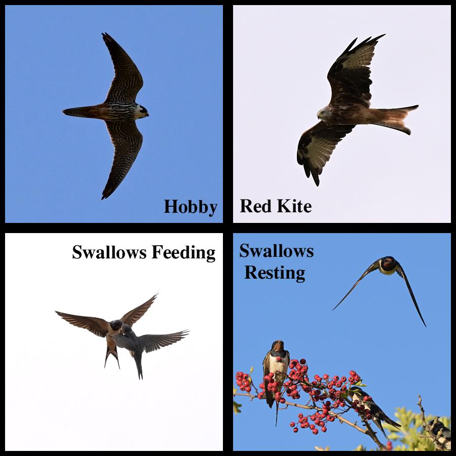 coverpic821.jpg - 69Kb