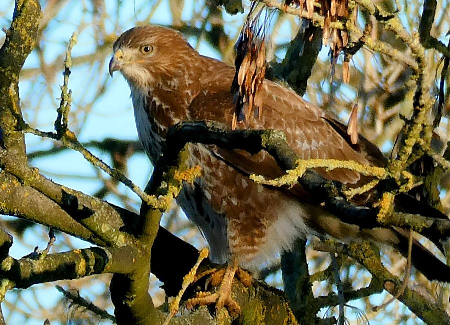 coverpic829.jpg - 133Kb